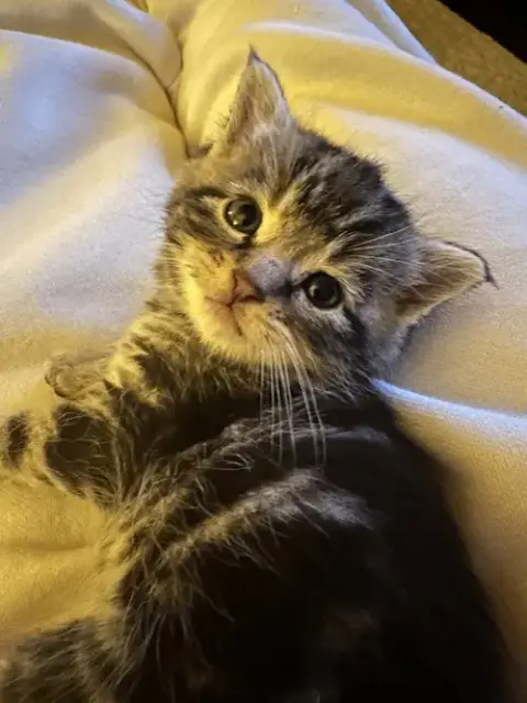 Bok Choy