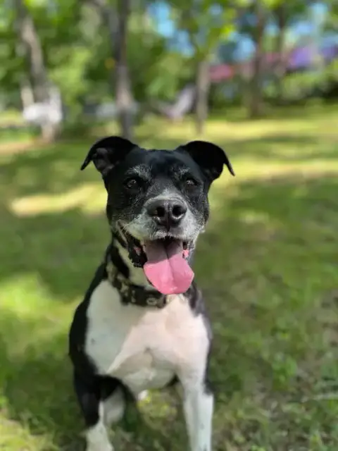 Roscoe In Scottsville Va photo 5