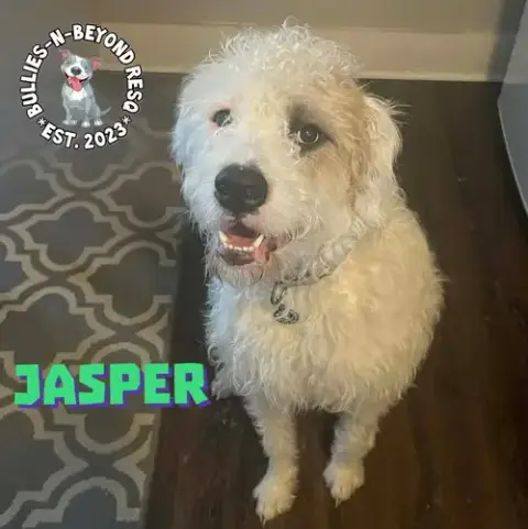 Jasper photo 3