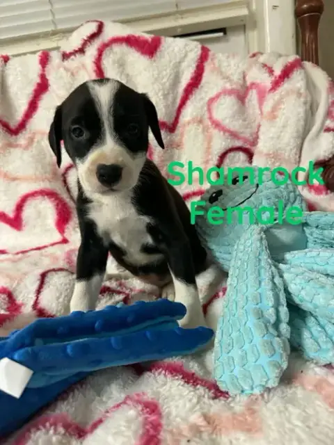 Shamrock