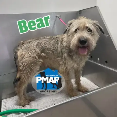 Bear photo 4