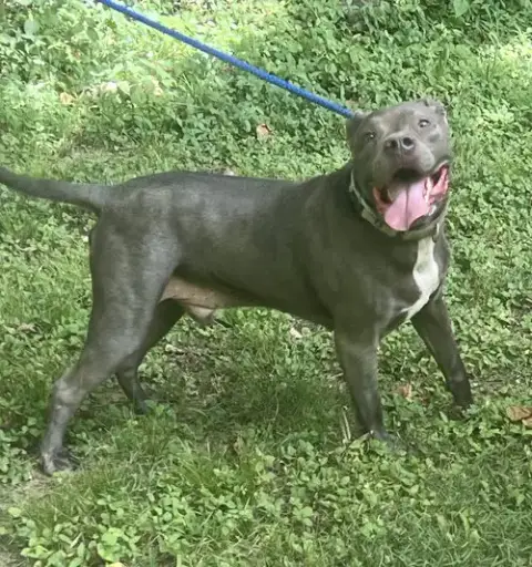Kingston Needs Foster Home photo 3