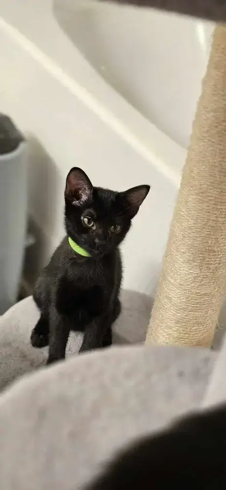 Panther photo 4