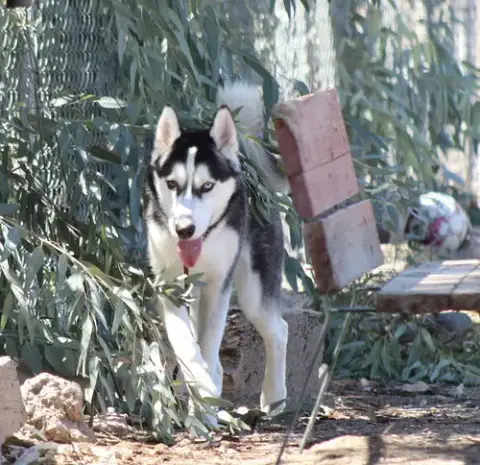 Thor photo 4