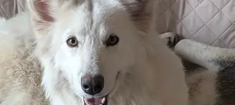 Lassie photo 2