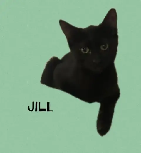 Jill photo 2
