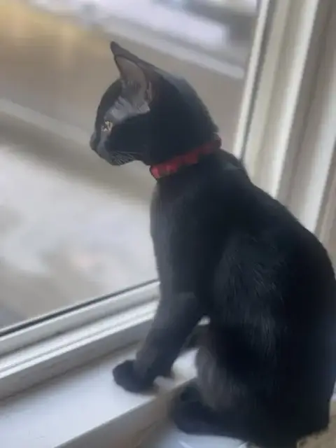 Miss Panther photo 2
