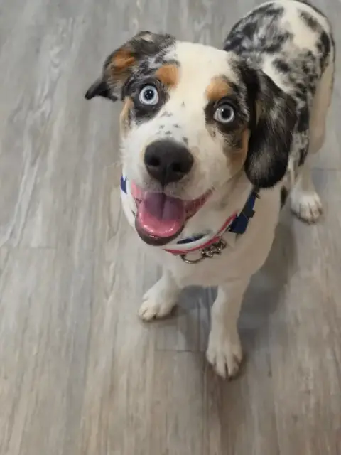 Puppy