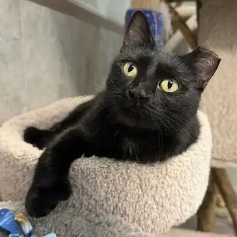 Mitty Kitty