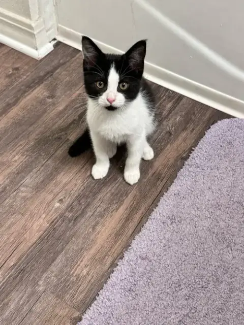 Courtesy Post: Kitten