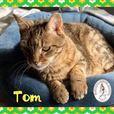 Tom photo 2