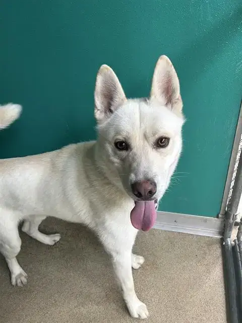 Bolt