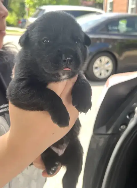 Momma Iris' Litter: Abigail photo 3