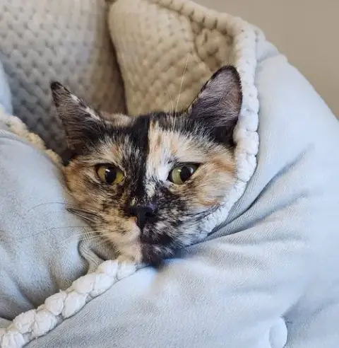 Darla