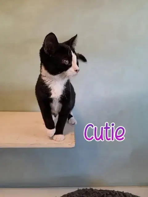 Cutie