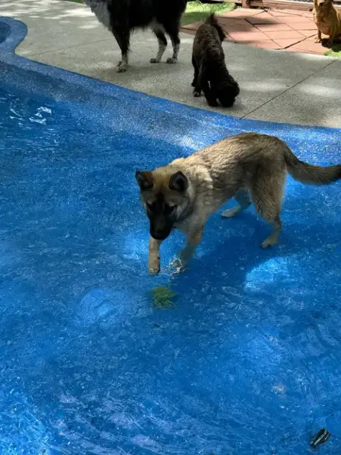 Maple photo 2