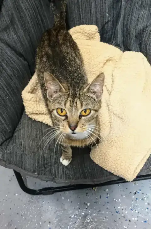 Sadie Adult Female Tabby Fiv+