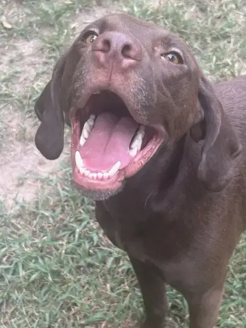 Buddy photo 4