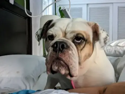 Agatha