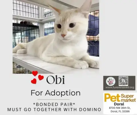 Obi And Domino photo 2