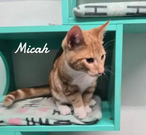 Micah2026
