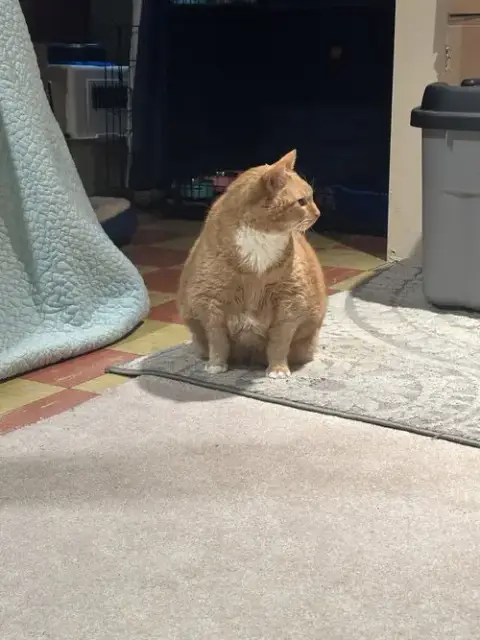 Garfield photo 3