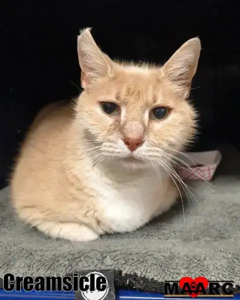 Creamsicle