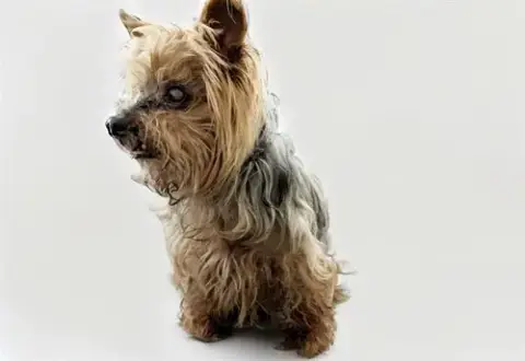 Stray Not Available