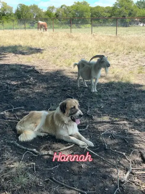 Hannah photo 3