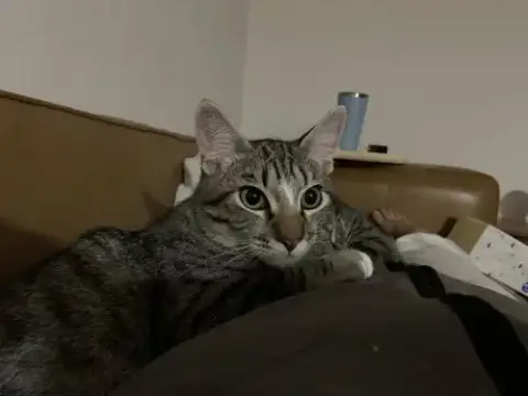 Miso photo 4