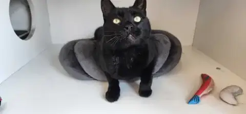 Thachery Binx photo 4
