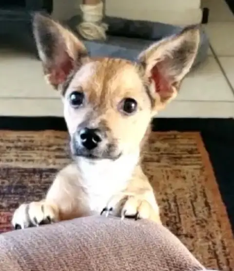Puppy Arlo