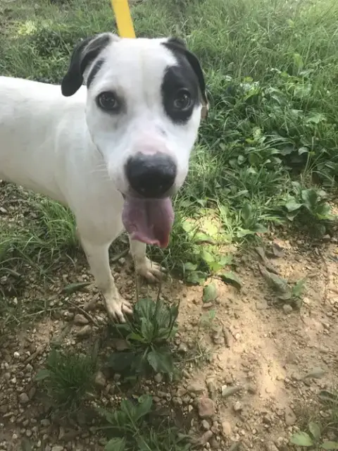 Archie photo 3