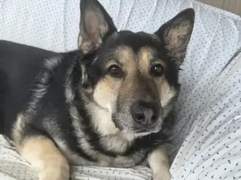 Duke