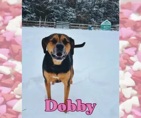 Dobby photo 5
