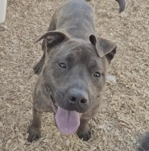 Athena