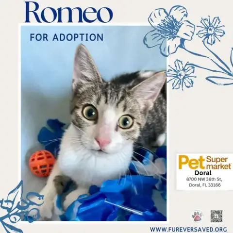 Romeo photo 2