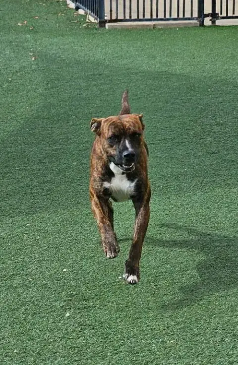 Sheldon-$75 Adoption Fee! Diamond Dog! photo 3
