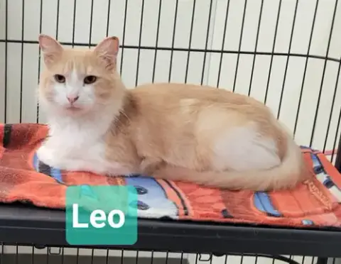 Leo