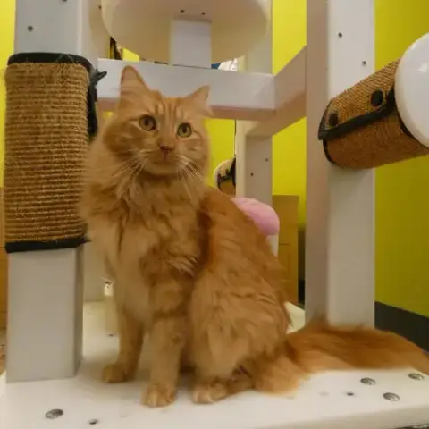 Memorial Day Special Cats! photo 4