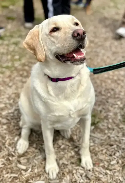 Daisy
