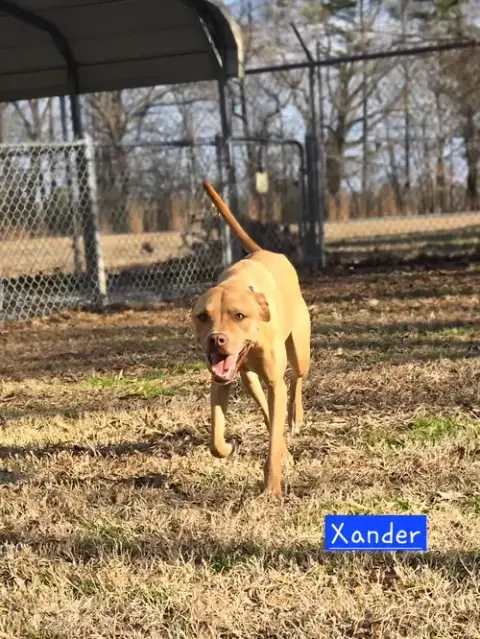 Xander