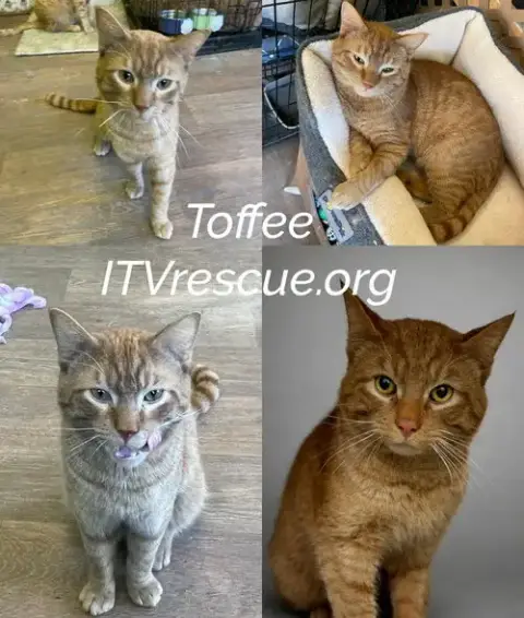 Toffee photo 2