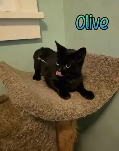 Olive photo 3