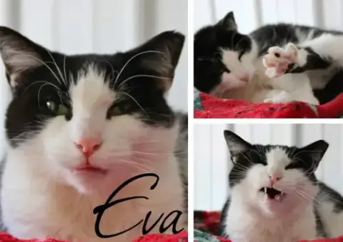 Eva -Long Term 2*21*25- Fee Waived