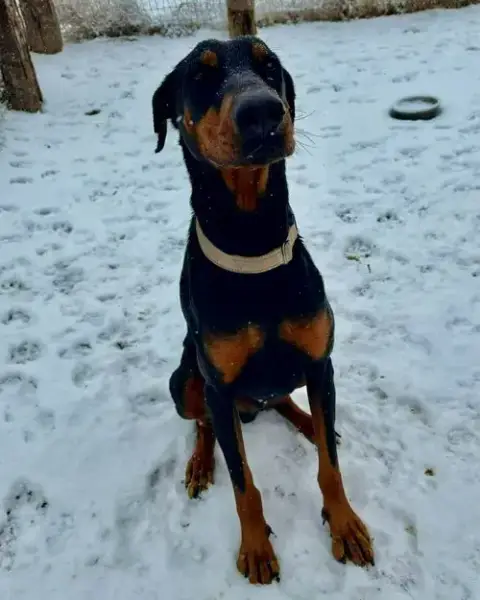 Rambo photo 4