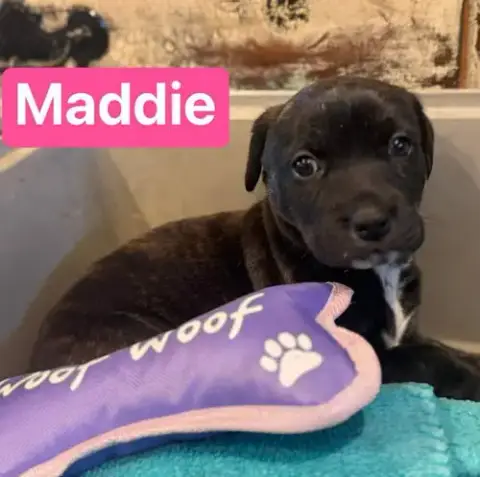 Maddie
