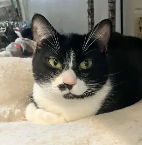 Joni