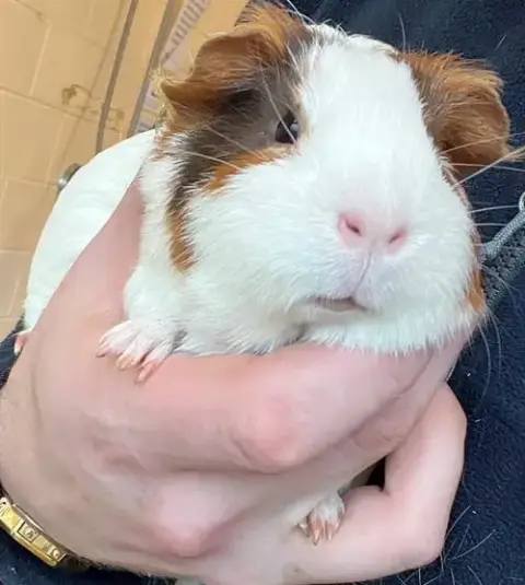 Toffee