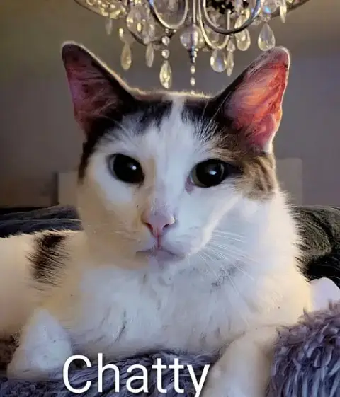 Chatty photo 3